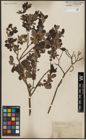 Foto von Salix aurita L.